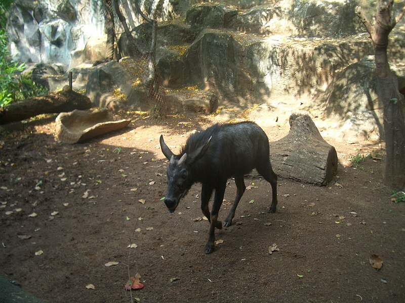 à¹à¸à¸¥à¹:Sumatran Serow (Capricornis sumatraensis), December 2006.JPG