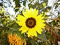 Sunflower Bg 1.jpg