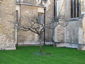 Newton tree