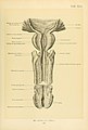 Surgical anatomy - a treatise on human anatomy in its application to the practice of medicine and surgery (1901) (14780575734).jpg