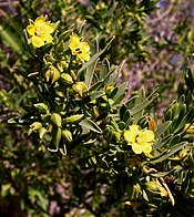 Suriana maritima flowers.JPG