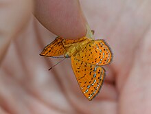 Sumpf Metalmark Schmetterling - Calephelis muticum (14138786488) .jpg