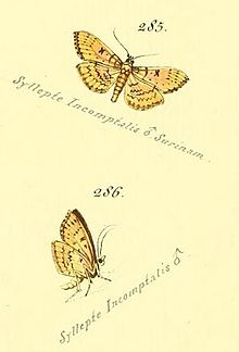 Syllepte incomptalis.jpg