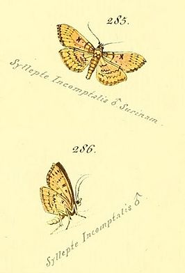 Syllepte incomptalis