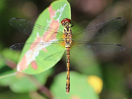 Tập_tin:Sympetrum_eroticum_(female_s2).JPG