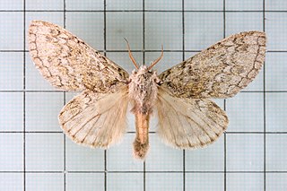 <i>Syntypistis perdix</i> Species of moth