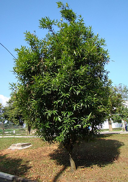 421px-Syzygium_jambosTree1.jpg