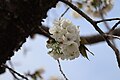 P280 太白 Taihaku 花の写真