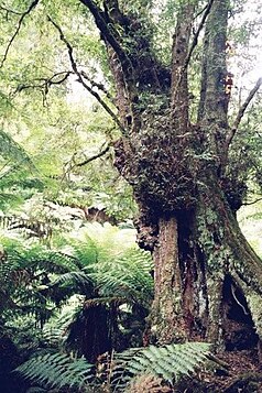 Forest in Tarra Bulga National Park