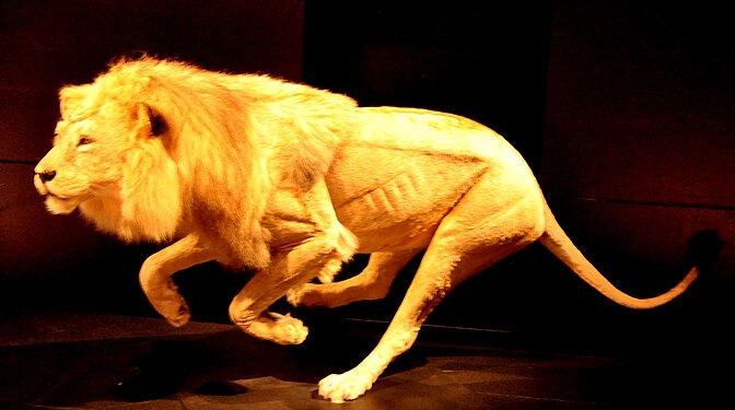 Taxidermied lion