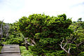 Tree, Hallasan, Jeju Island, South Korea