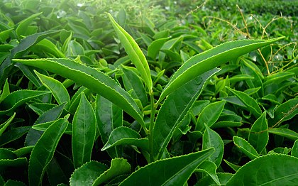 Tea Leaf from Munanar -1375470.jpg