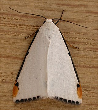<i>Termessa</i> Genus of moths