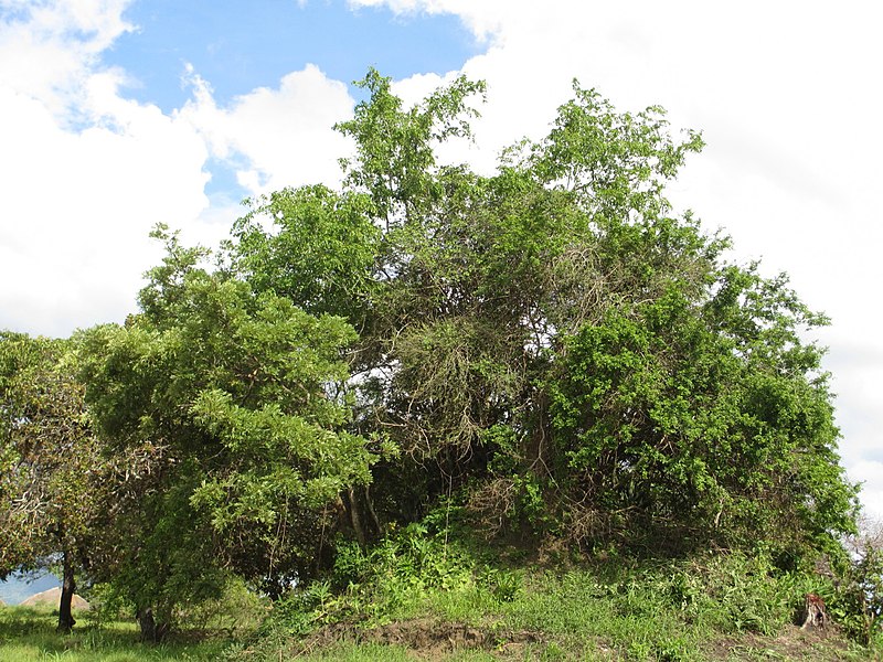 File:Termite hill with forest (6849943609).jpg