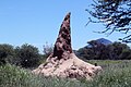 Termitenhügel zwischen Otjiwarongo und Okahandja