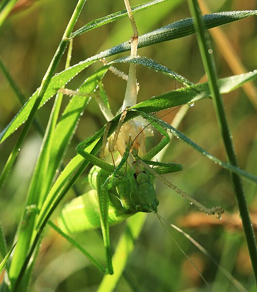 File:Tettigonia viridissima ecdysis 2.jpg