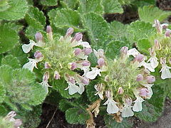 Teucrium pyrenaicum1.jpg