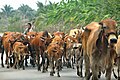 Thailand-3616 - Follow those cows.. (3699885490).jpg