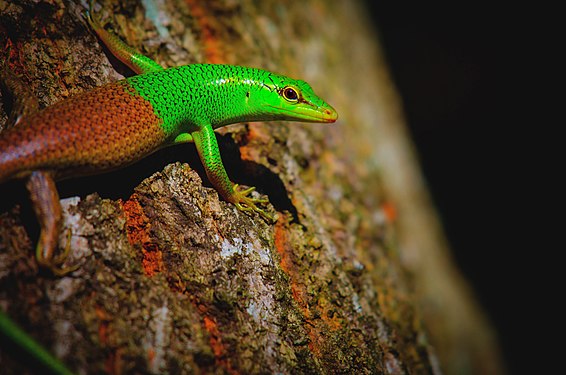 Wonderful presentation of brown and green colors of a skink. One of the pride of the Philippines commonly unrecognized but represents a very big role in our environment. Photo taken, Brgy. Solana, Town of Jasaan, Misamis Oriental, Philippines. Photograph: Domzjuniorwildlife (CC BY-SA 4.0)