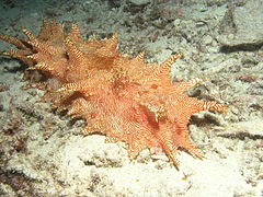 Thelenota Rubralinata, Bunaken Island.jpg