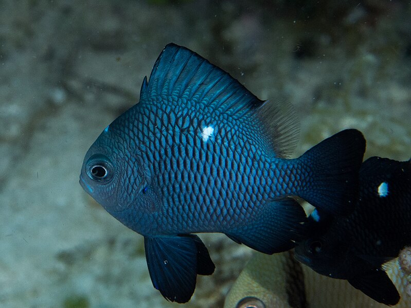 File:Threespot dascyllus juvenile (Dascyllus trimaculatus) (35739852855).jpg