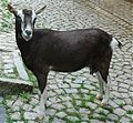 Thuringian forest goat [7]