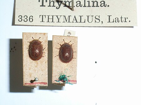 Thymalus limbatus