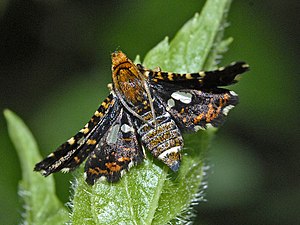 Thyrididae - Thyris fenestrella-001.JPG