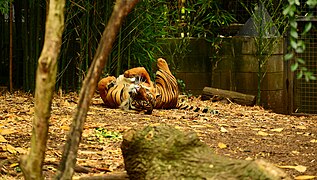 Melbourne Zoo