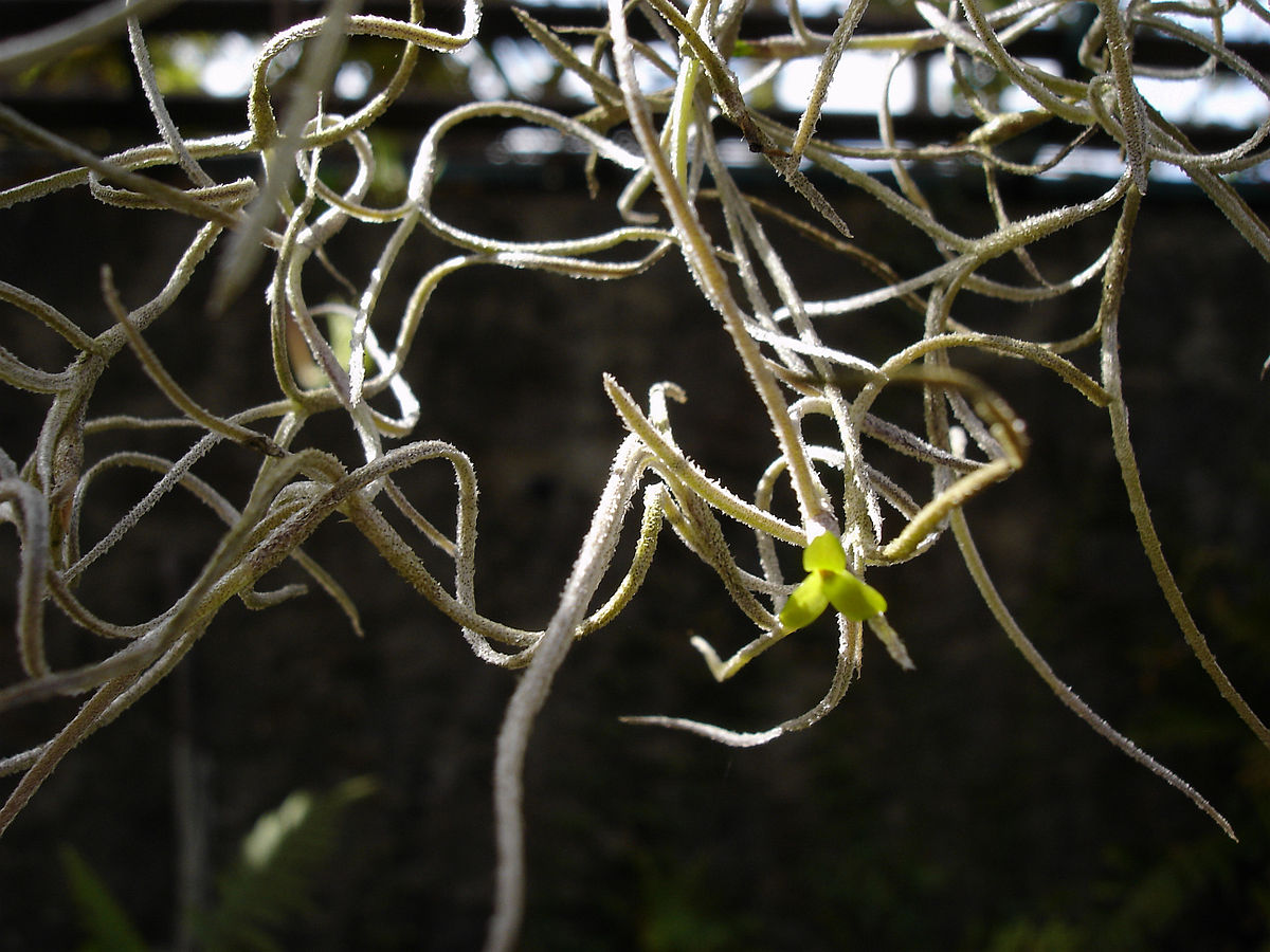 Tillandsia usneoides