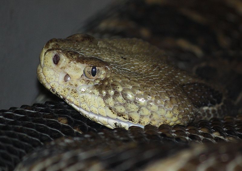 File:TimberRattlesnake2010.jpg