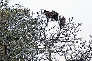 Kruger National Park, South Africa