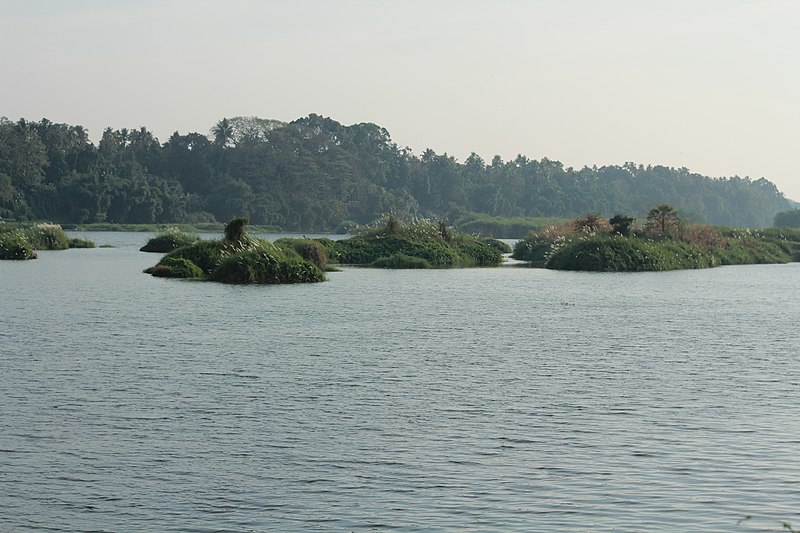 File:Tiny Islands at river periyar,A view from manjaly kadavu,Chengal,Kalady. - panoramio.jpg