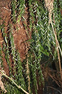 Tmesipteris obliqua üzerinde Dicksonia.jpg