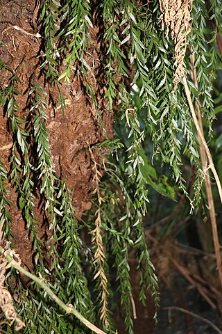 <i>Tmesipteris obliqua</i> Species of fern in the family Psilotaceae