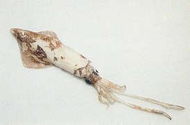 Flyveblæksprutte (en) (Todarodes sagittatus)