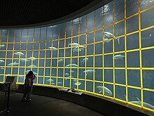 Yellow tape is regularly applied to prevent collisions with tuna and other fish. Tokyo Sea Life Park - Da Xing Shui Cao 2023.jpg