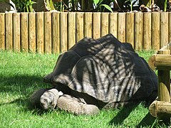 La conservation des Aldabrachelys gigantea des Seychelles, est une des missions de la Ménagerie.