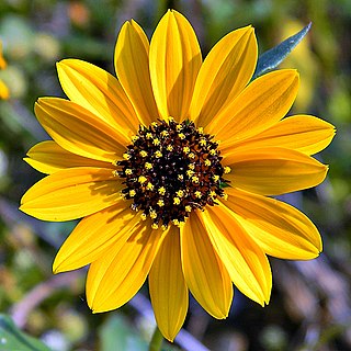 <i>Helianthus debilis</i> species of plant