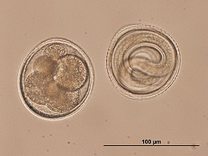 Toxocara embryonated eggs