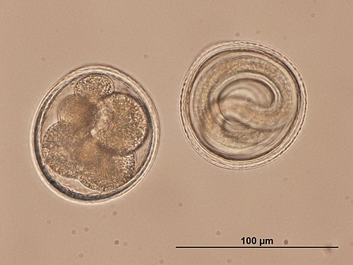 Toxocara-eieren. Links:morula, rechts: met infectieuze L3=larve