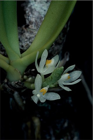 <i>Trachoma speciosum</i> Species of orchid