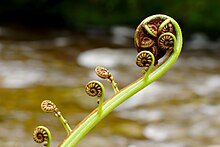 Tree fern frond ("fiddlehead") by the Akatarawa River, New Zealand. Tree fern frond at Akatarawa.jpg