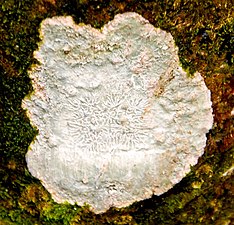 Tree fungus