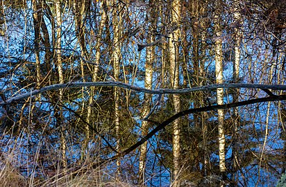 Trees reflected in a puddle in Tuntorp