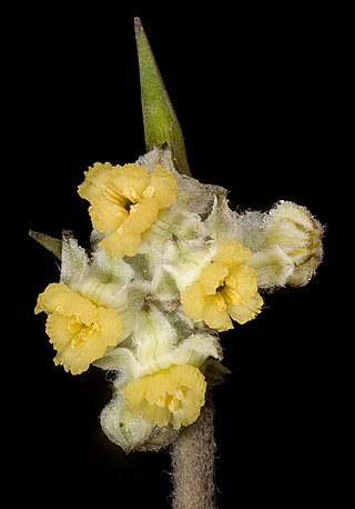 <i>Tribonanthes brachypetala</i> Species of flowering plant