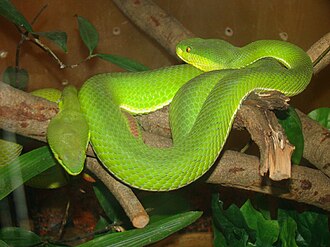 Trimeresurus, Zoo Negara.jpg