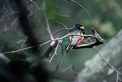 Kaunotrogoni (Trogon elegans)