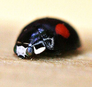 <i>Hyperaspis signata</i> Species of beetle