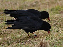 Deux craves à bec rouges prospectant dans l'herbe rase, à Penwith dans les Cornouailles, Angleterre.